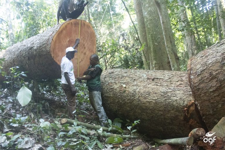 Mission conjointe entre la coordination provinciale de l’environnement et l’Observatoire de la gouvernance forestière dans les Territoires de Rungu et Watsa, Province du Haut-Uélé